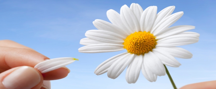 papatya fali-100.jpg